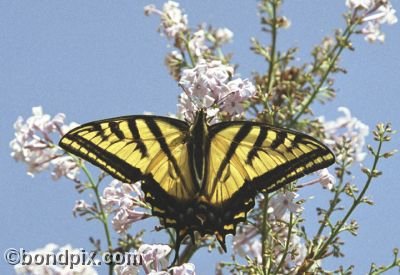 A Swallowtail Butterfly on a lilac bush in a garden in Montana