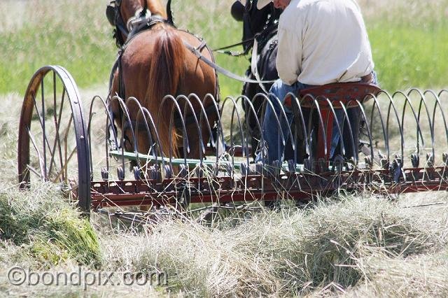 0885.jpg - Old haying equipment