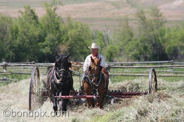 0886.jpg - Horse drawn haying at Grant-Kohrs historic ranch