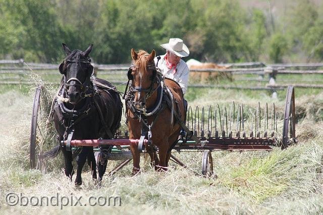 0887.jpg - Haying the old way, with horses