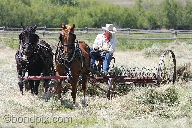 0888.jpg - Haying the old fashioned way with horses