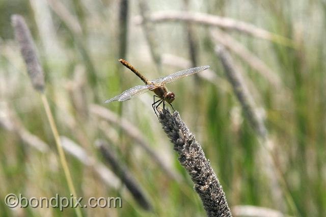 0896.jpg - A dragonfly in the hay fields