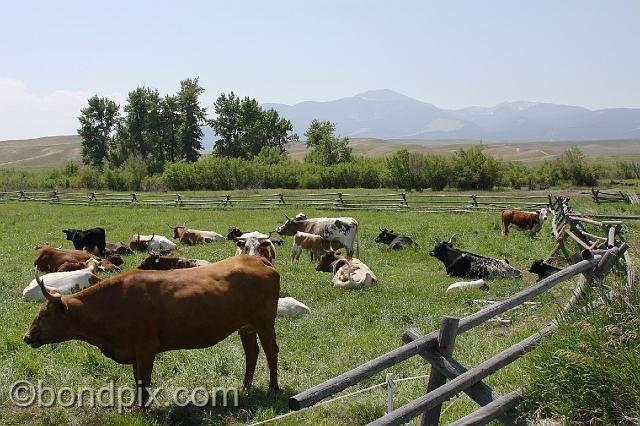 0903.jpg - Cattle on the Grant-Kohrs ranch near Mount Powell, Montana