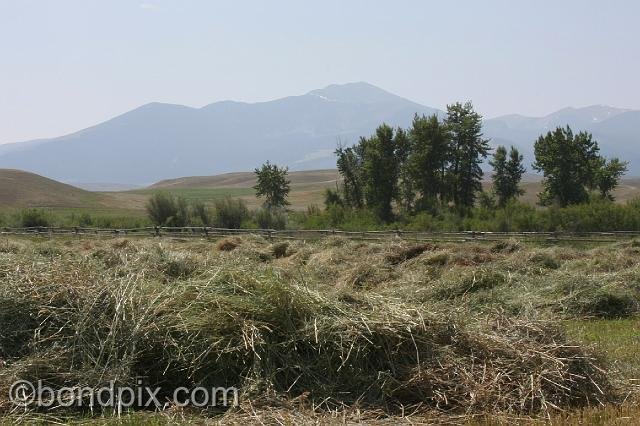 0931.jpg - Hay laying in the fields at Grant-Kohrs ranch