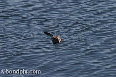 A muskrat swimming in Warm Springs Ponds, Montana