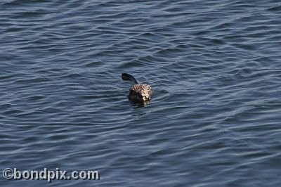 A muskrat swimming in Warm Springs Ponds, Montana