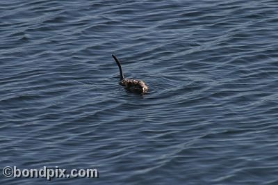 A muskrat swimming in Warm Springs Ponds, Montana