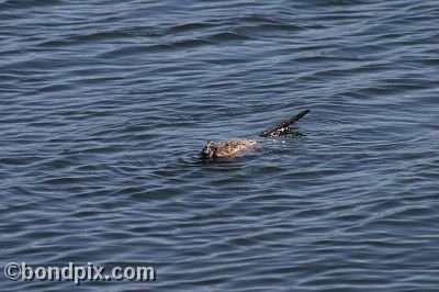 A muskrat swimming in Warm Springs Ponds, Montana