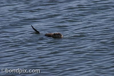 A muskrat swimming in Warm Springs Ponds, Montana