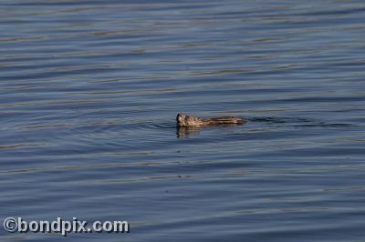 A muskrat swimming in Warm Springs Ponds, Montana