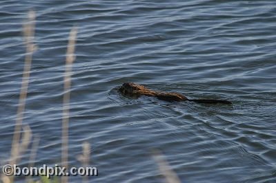 A muskrat swimming in Warm Springs Ponds, Montana