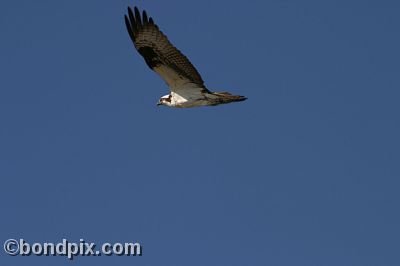 An osprey flying over Warm Springs Ponds, Montana