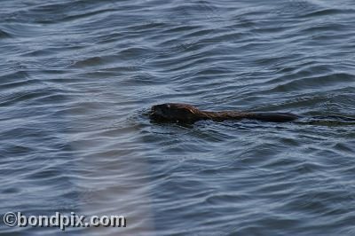 A muskrat swimming in Warm Springs Ponds, Montana