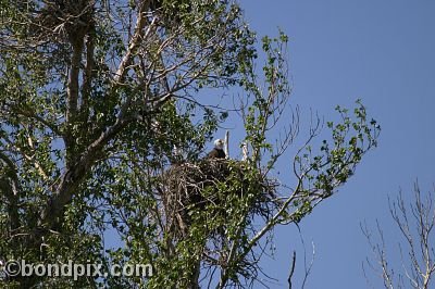 Bald Eagle at Warm Springs Ponds, Montana