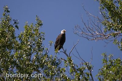 Bald Eagle at Warm Springs Ponds, Montana