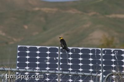 Bird at Warm Springs Ponds, Montana