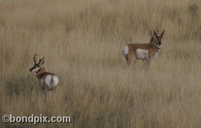 Pronghorn Antelope in Montana