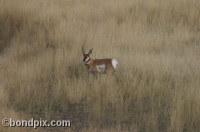 Pronghorn Antelope in Montana