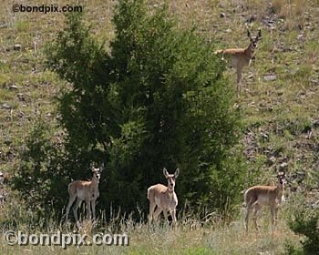 Antelope in the Deer Lodge valley in Montana