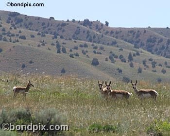 Antelope in the Deer Lodge valley in Montana