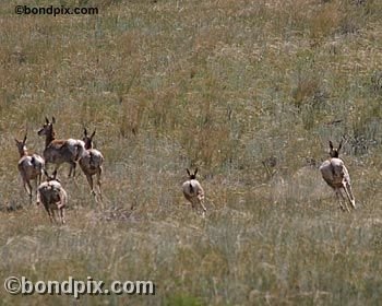 Antelope in the Deer Lodge valley in Montana