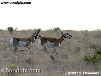 Antelope in the Deer Lodge valley in Montana