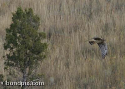 Hawk in flight