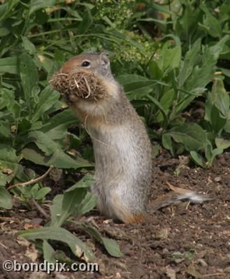 A Gopher carries bedding in a field in Deer Lodge, Montana