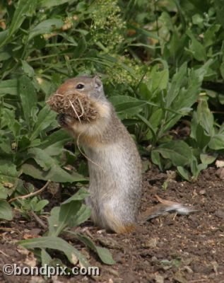 A Gopher carries bedding in a field in Deer Lodge, Montana