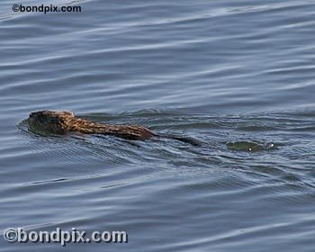 Muskrat on Warm Springs pond in Montana