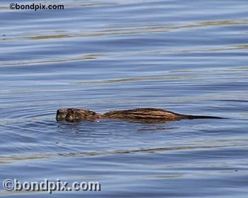 Muskrat on Warm Springs pond in Montana