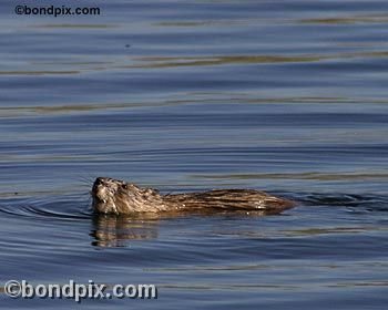 Muskrat on Warm Springs pond in Montana