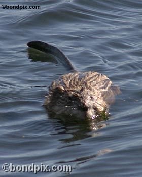 Muskrat on Warm Springs pond in Montana