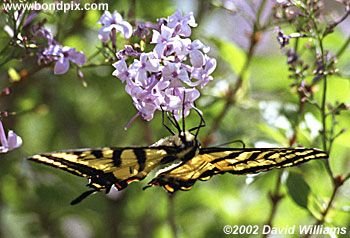 Swallowtail Butterfly