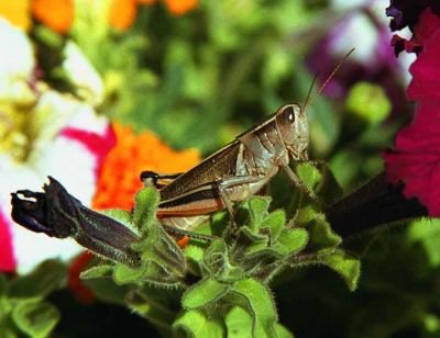 Grasshopper