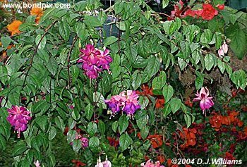 Colorful Butchart Gardens in Victoria, BC