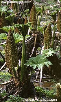 Gunera plants in Trebah Gardens, Cornwall