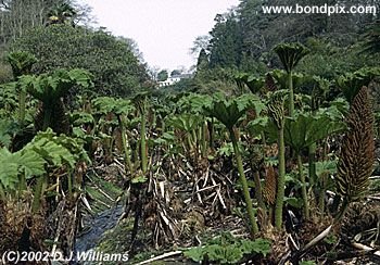 Gunera plants in Trebah Gardens, Cornwall