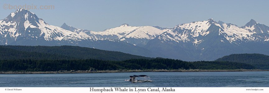 Humpback Whale in the Lynn Canal in Alaska Panoramic Photo