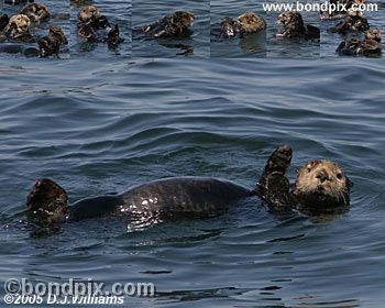 Sea Otters off the coast of Alaska