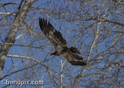 Bald Eagles flying from a tree in Montana