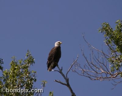 Bald Eagle perches on a tree branch in Warm Springs, Montana