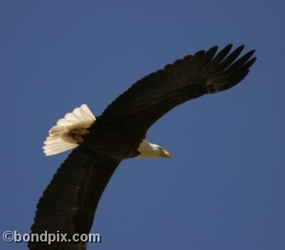 A Bald Eagle flies overhead at Warm Springs ponds, Montana