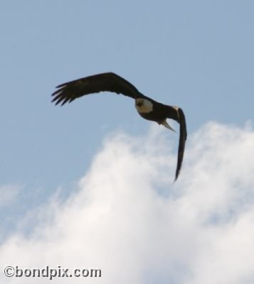 A Bald Eagle screeches as it flies overhead at Warm Springs ponds, Montana