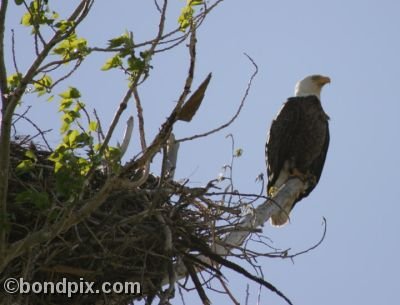 A Bald Eagle perched on a tree limb near its nest at Warm Springs ponds, Montana