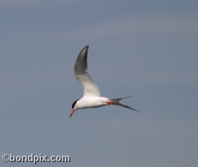 A tern hovers over Warm Springs ponds in Montana