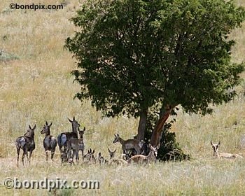 Antelope in the Deer Lodge valley in Montana