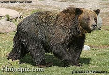 Grizzly Bear