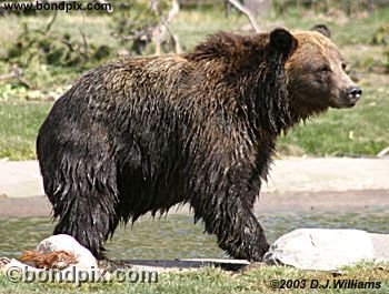 Grizzly Bear