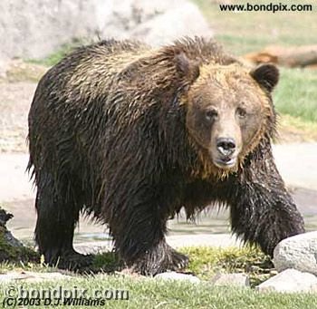 Grizzly Bear